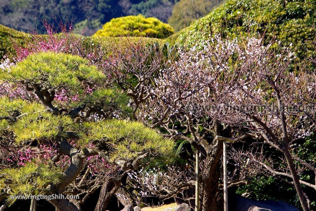 YTS_YTS_20190127_日本九州鹿兒島仙巌園／礫庭園櫻島活火山／舊集成館Japan Kyushu Kagoshima Sengan-en231_3A5A8219.jpg