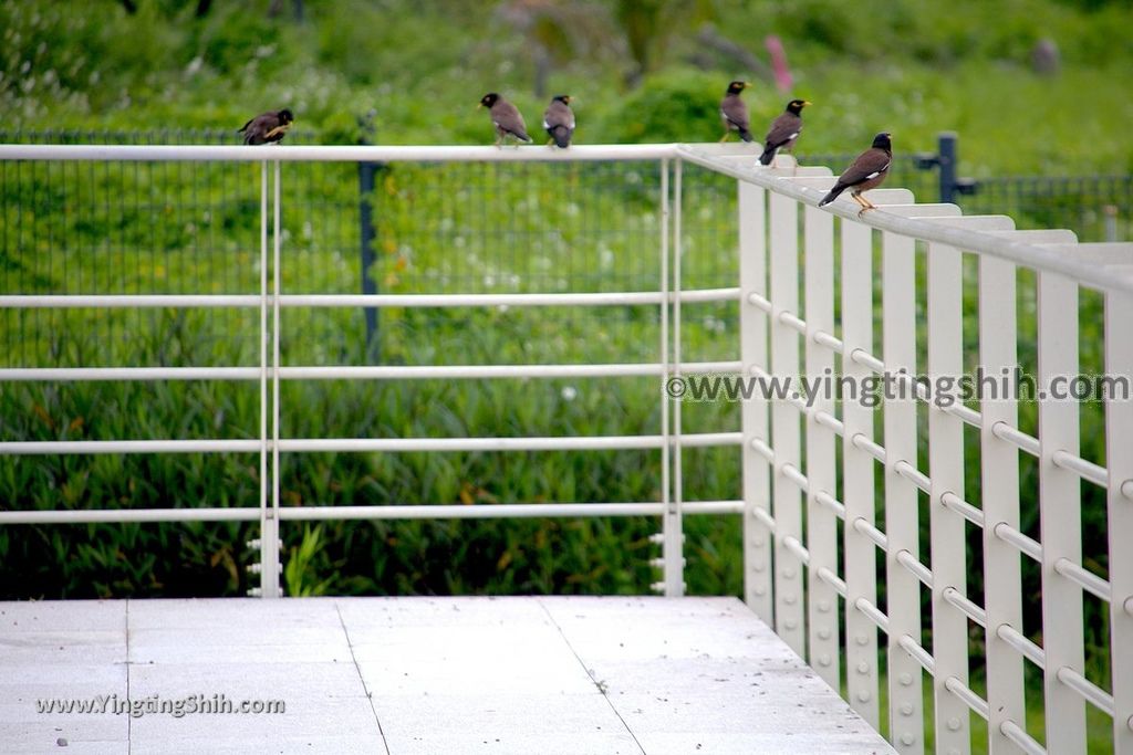 YTS_YTS_20190525_新北貢寮極東公園New Taipei Gongliao Eastpoint Park038_539A4865.jpg