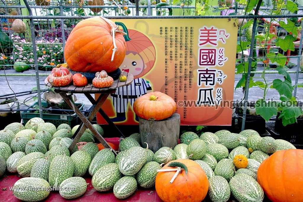 YTS_YTS_20190525_宜蘭壯圍旺山休閒農場／主題南瓜園Yilan Zhuangwei Pumpkin Farm060_539A4486.jpg