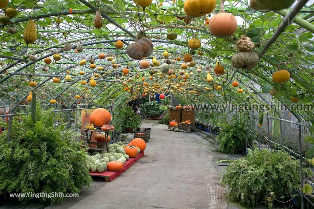 YTS_YTS_20190525_宜蘭壯圍旺山休閒農場／主題南瓜園Yilan Zhuangwei Pumpkin Farm058_539A4484.jpg