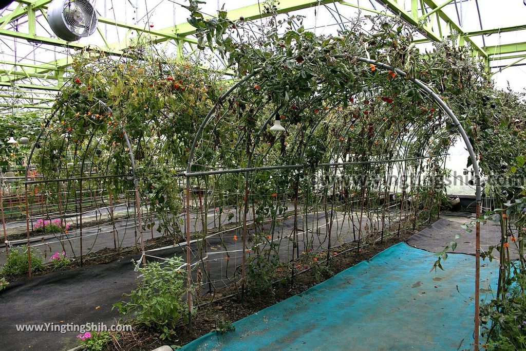 YTS_YTS_20190525_宜蘭壯圍旺山休閒農場／主題南瓜園Yilan Zhuangwei Pumpkin Farm082_539A4518.jpg