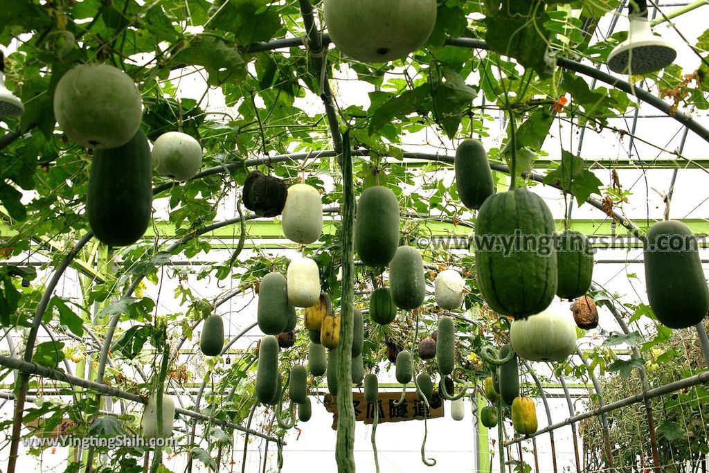 YTS_YTS_20190525_宜蘭壯圍旺山休閒農場／主題南瓜園Yilan Zhuangwei Pumpkin Farm088_539A4524.jpg