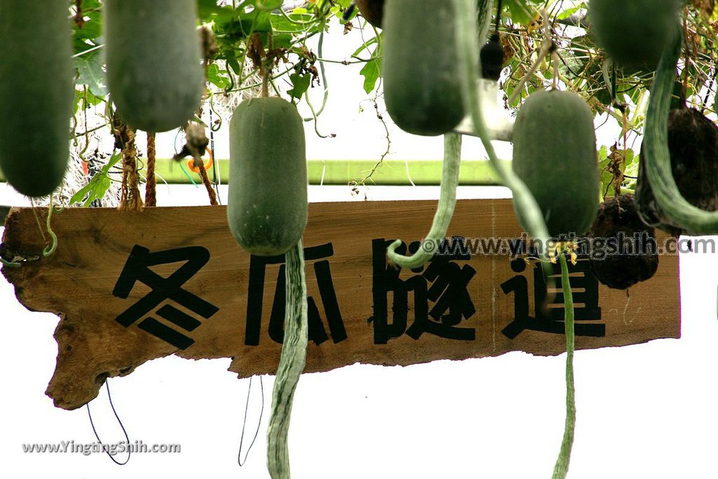 YTS_YTS_20190525_宜蘭壯圍旺山休閒農場／主題南瓜園Yilan Zhuangwei Pumpkin Farm089_539A4525.jpg