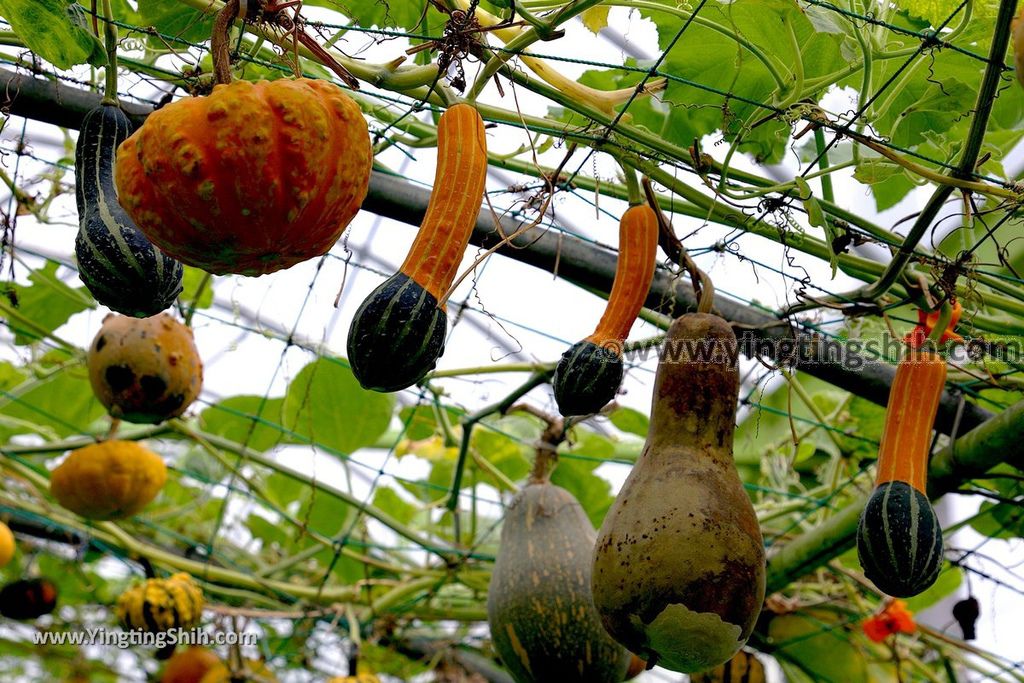 YTS_YTS_20190525_宜蘭壯圍旺山休閒農場／主題南瓜園Yilan Zhuangwei Pumpkin Farm101_539A4543.jpg