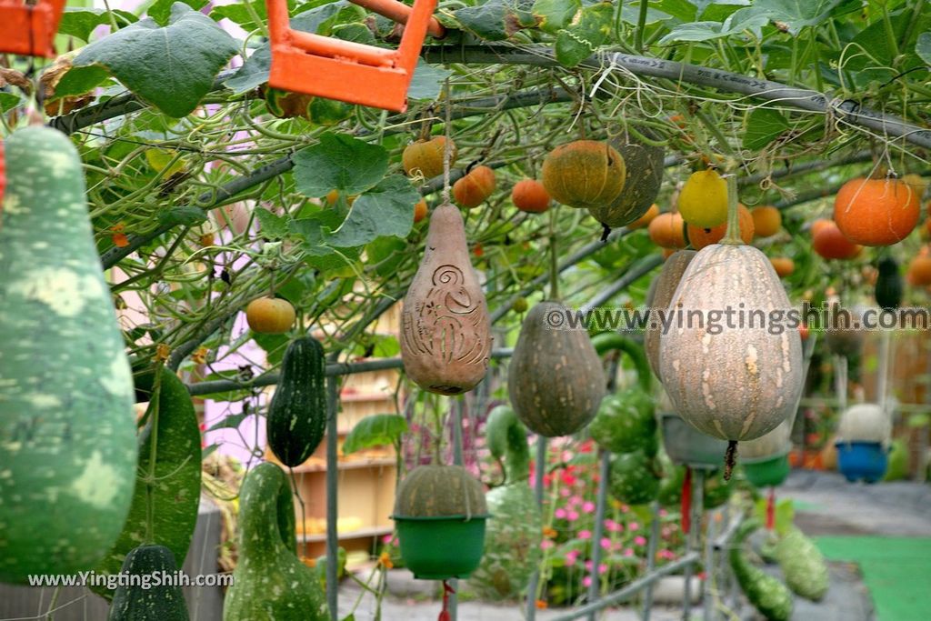 YTS_YTS_20190525_宜蘭壯圍旺山休閒農場／主題南瓜園Yilan Zhuangwei Pumpkin Farm098_539A4540.jpg