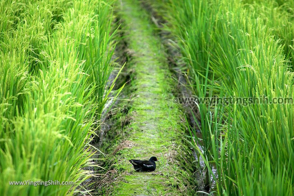 YTS_YTS_20190525_宜蘭五結五十二甲溼地Yilan Wujie Wushierjia Wetlands005_539A3678.jpg