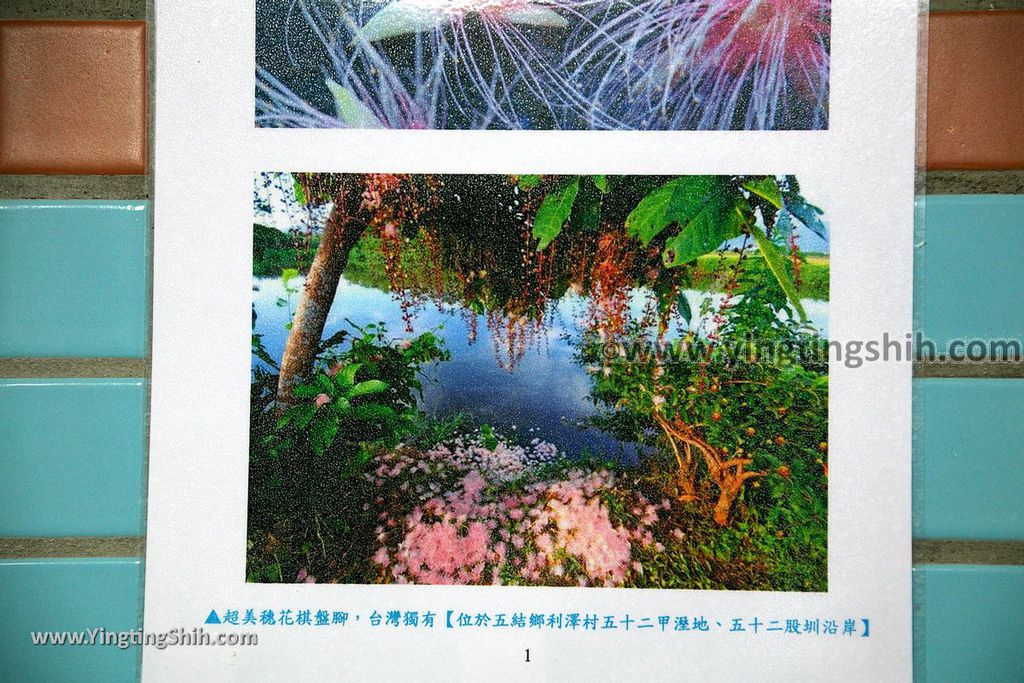 YTS_YTS_20190525_宜蘭五結五十二甲溼地Yilan Wujie Wushierjia Wetlands007_539A3790.jpg