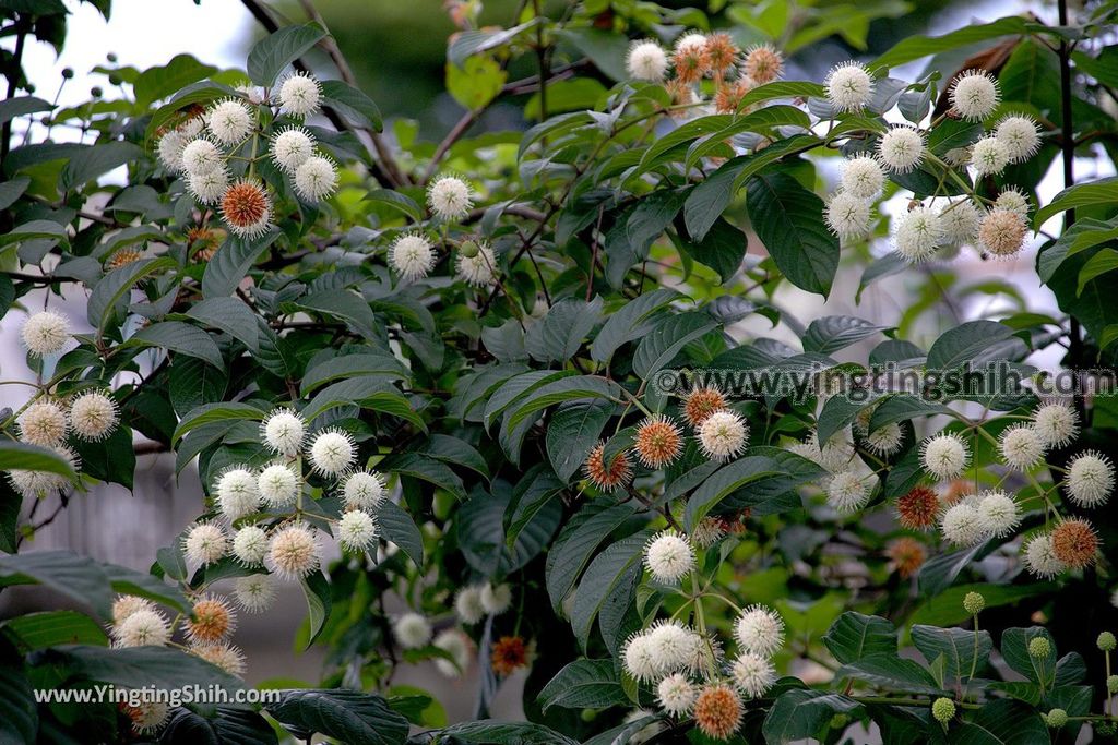 YTS_YTS_20190525_宜蘭五結五十二甲溼地Yilan Wujie Wushierjia Wetlands010_539A3684.jpg