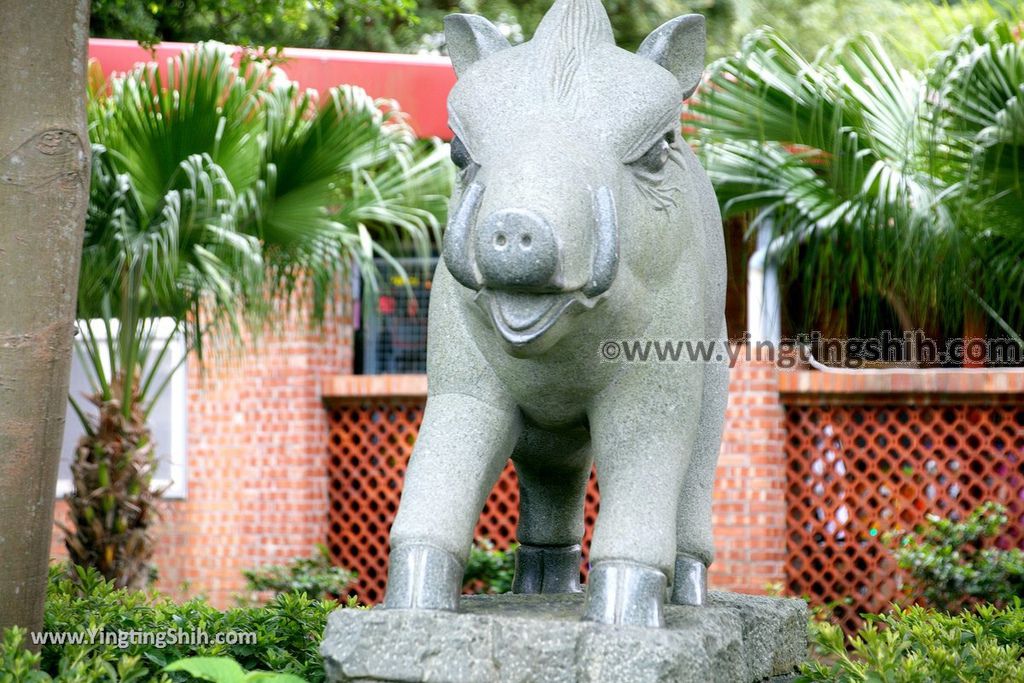 YTS_YTS_20190602_新北林口台灣山豬城New Taipei Linkou Taiwan Wild Boar City006_539A8637.jpg