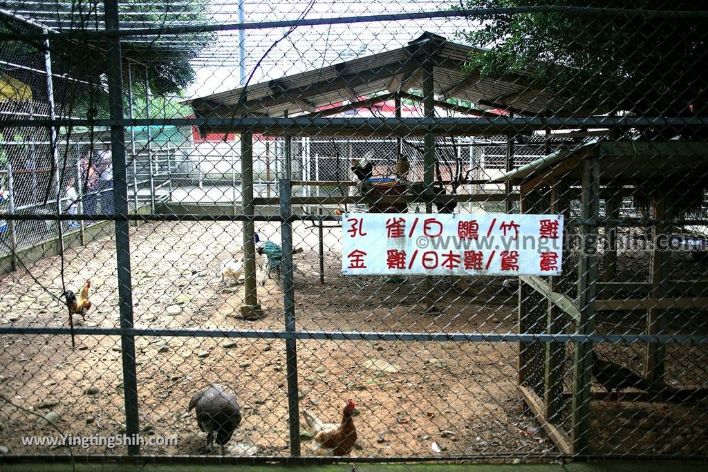 YTS_YTS_20190602_新北林口台灣山豬城New Taipei Linkou Taiwan Wild Boar City042_539A8402.jpg