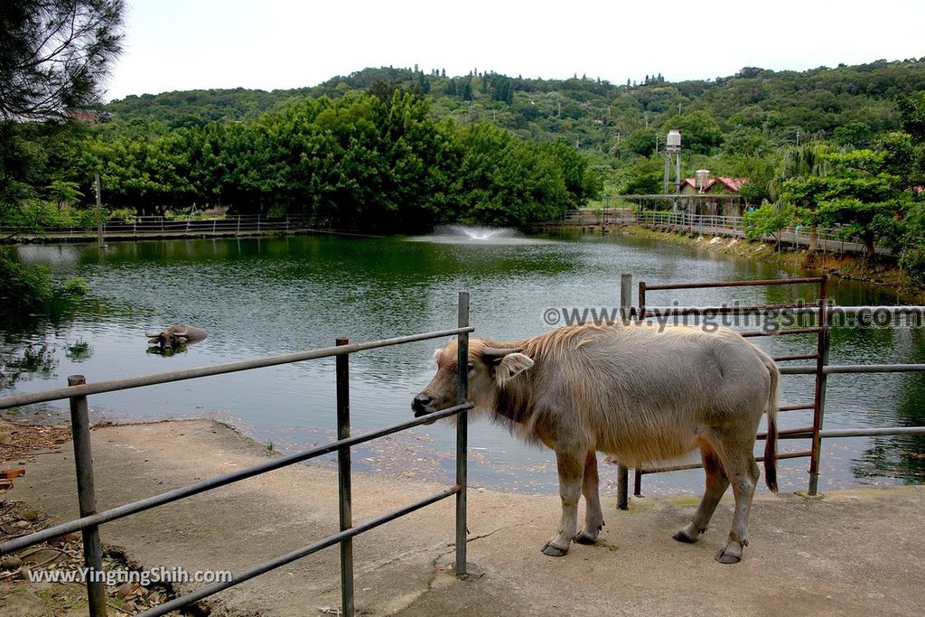 YTS_YTS_20190602_新北林口台灣山豬城New Taipei Linkou Taiwan Wild Boar City074_539A8536.jpg