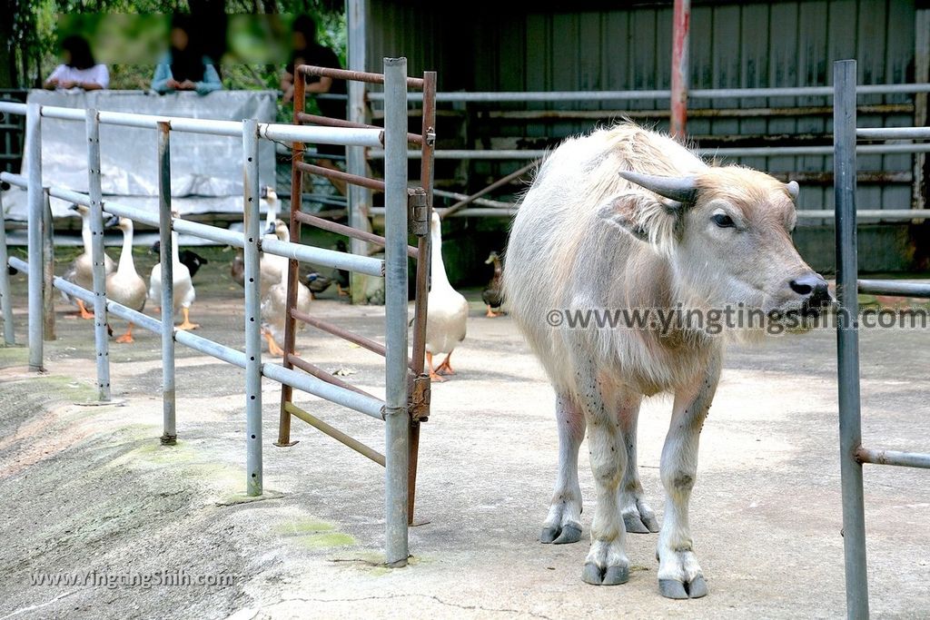 YTS_YTS_20190602_新北林口台灣山豬城New Taipei Linkou Taiwan Wild Boar City075_539A8537.jpg