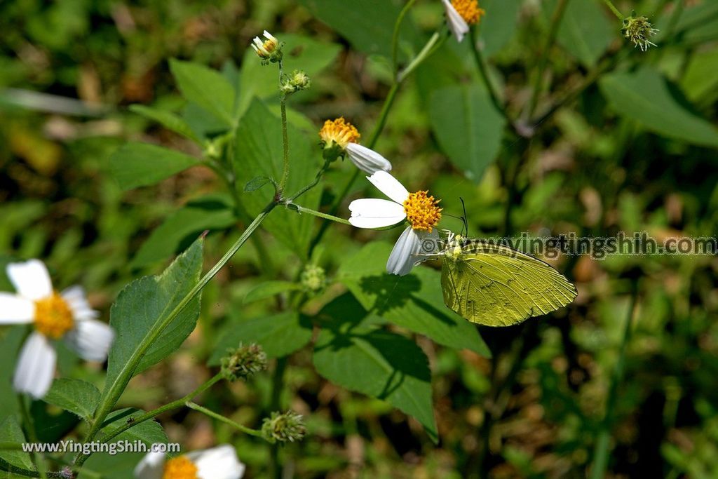 YTS_YTS_20190615_新北瑞芳金瓜石地質公園／巨石陣／三角飯糰岩New Taipei Ruifang Jinguashi Geopark017_539A0286.jpg