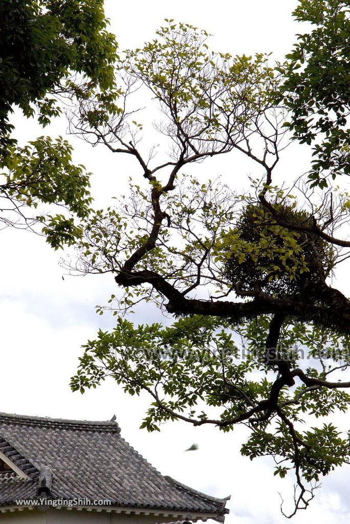 YTS_YTS_20180815_日本九州熊本城／加藤神社／加藤清正Japan Kyushu Kumamoto Kumamoto Castle／Kato Shrine031_3A5A4807.jpg