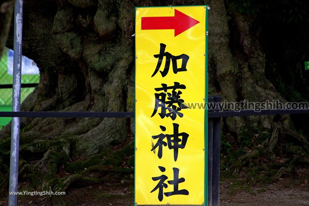 YTS_YTS_20180815_日本九州熊本城／加藤神社／加藤清正Japan Kyushu Kumamoto Kumamoto Castle／Kato Shrine043_3A5A4970.jpg