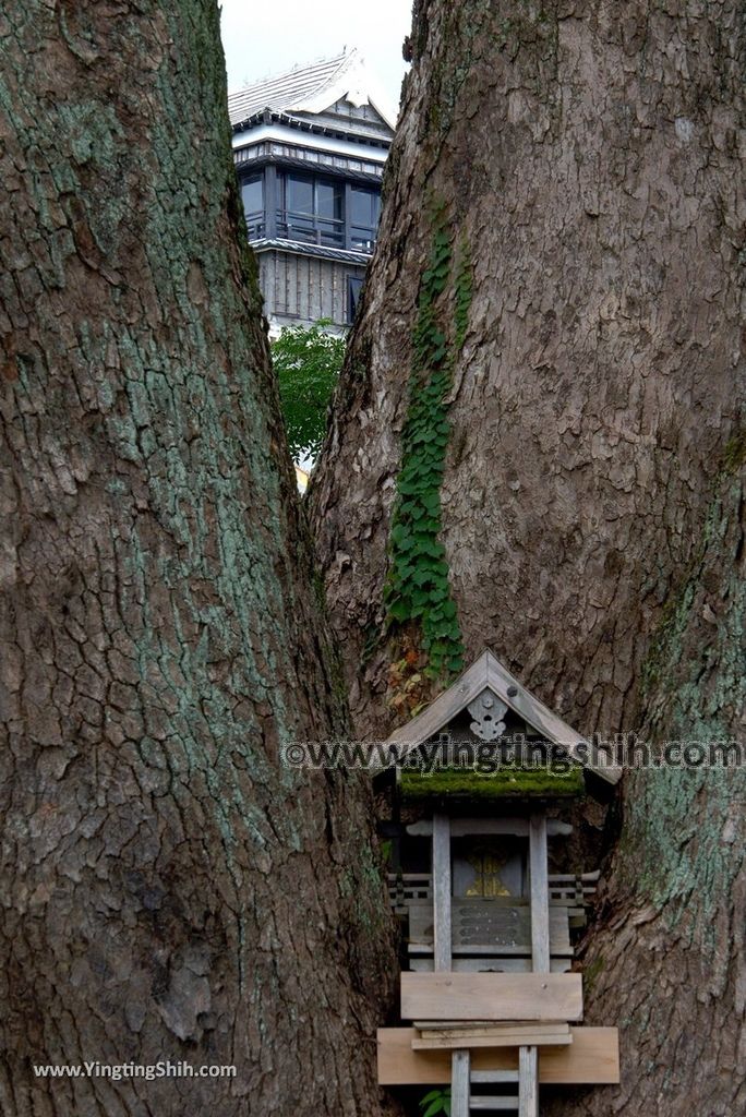 YTS_YTS_20180815_日本九州熊本城／加藤神社／加藤清正Japan Kyushu Kumamoto Kumamoto Castle／Kato Shrine079_3A5A5183.jpg