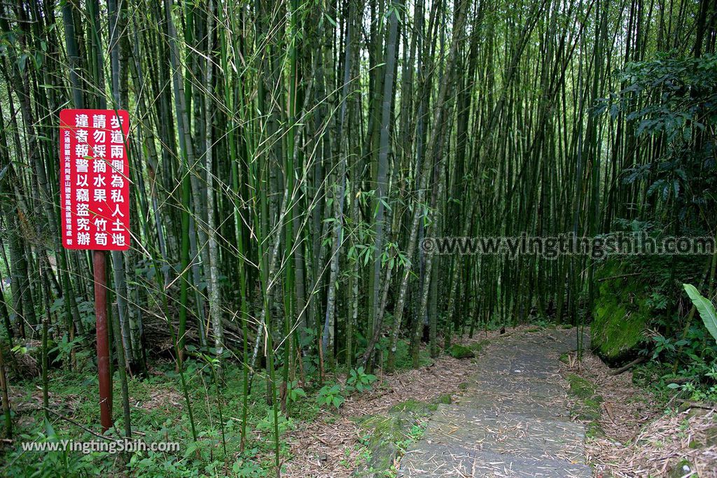 YTS_YTS_20190622_嘉義阿里山迷糊步道／樂米吊橋／茄苳巨木／米洋吊橋Chiayi Alishan Mihu Trail010_539A2880.jpg