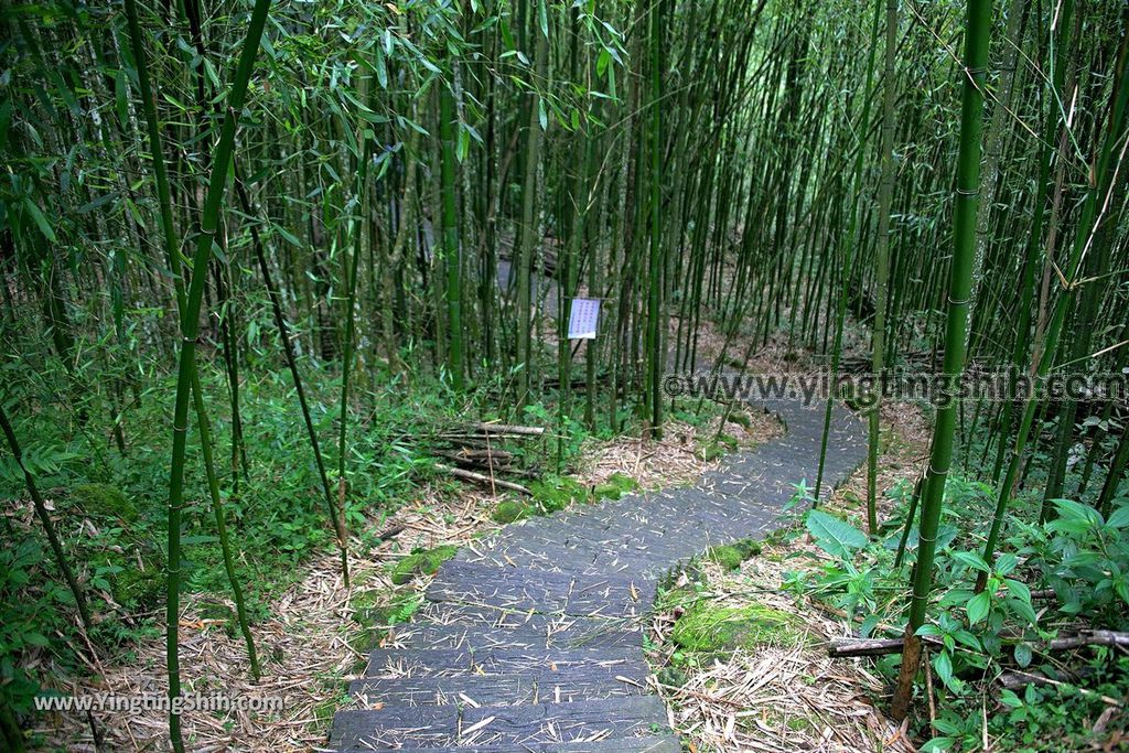 YTS_YTS_20190622_嘉義阿里山迷糊步道／樂米吊橋／茄苳巨木／米洋吊橋Chiayi Alishan Mihu Trail017_539A2892.jpg