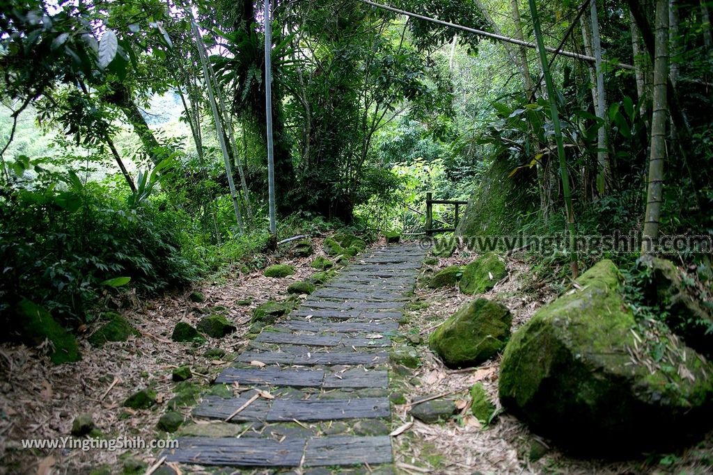 YTS_YTS_20190622_嘉義阿里山迷糊步道／樂米吊橋／茄苳巨木／米洋吊橋Chiayi Alishan Mihu Trail021_539A3013.jpg