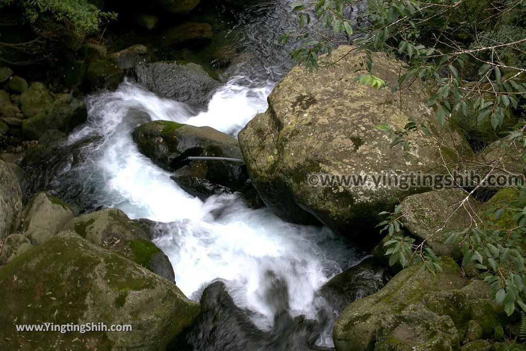 YTS_YTS_20190622_嘉義阿里山迷糊步道／樂米吊橋／茄苳巨木／米洋吊橋Chiayi Alishan Mihu Trail026_539A2949.jpg