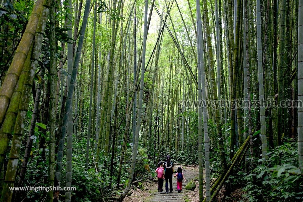 YTS_YTS_20190622_嘉義阿里山迷糊步道／樂米吊橋／茄苳巨木／米洋吊橋Chiayi Alishan Mihu Trail045_539A3017.jpg