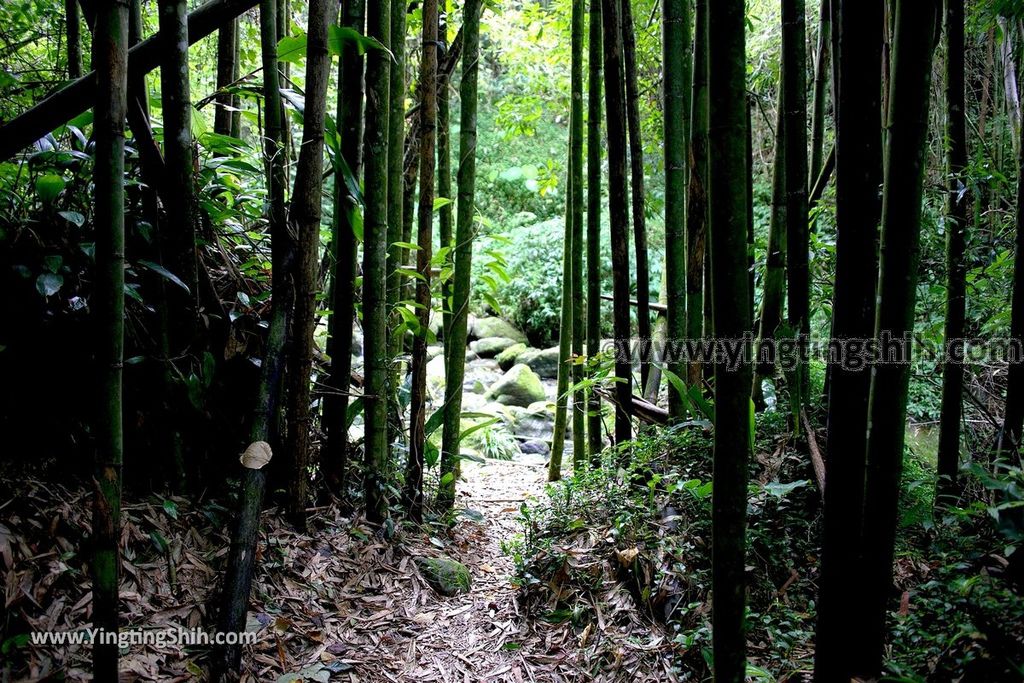 YTS_YTS_20190622_嘉義阿里山迷糊步道／樂米吊橋／茄苳巨木／米洋吊橋Chiayi Alishan Mihu Trail050_539A3030.jpg