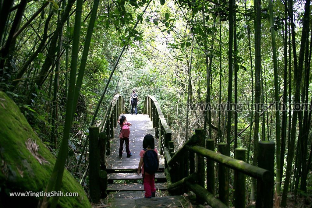 YTS_YTS_20190622_嘉義阿里山迷糊步道／樂米吊橋／茄苳巨木／米洋吊橋Chiayi Alishan Mihu Trail065_539A3092.jpg