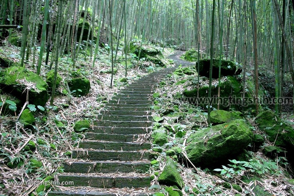 YTS_YTS_20190622_嘉義阿里山迷糊步道／樂米吊橋／茄苳巨木／米洋吊橋Chiayi Alishan Mihu Trail077_539A3118.jpg