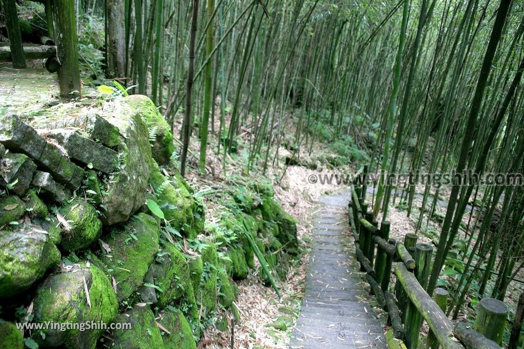 YTS_YTS_20190622_嘉義阿里山迷糊步道／樂米吊橋／茄苳巨木／米洋吊橋Chiayi Alishan Mihu Trail090_539A3142.jpg