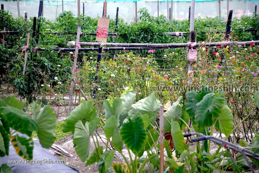 YTS_YTS_20190623_雲林虎尾自助玫瑰園Yunlin Huwei Self-service Rose Garden007_539A4628.jpg