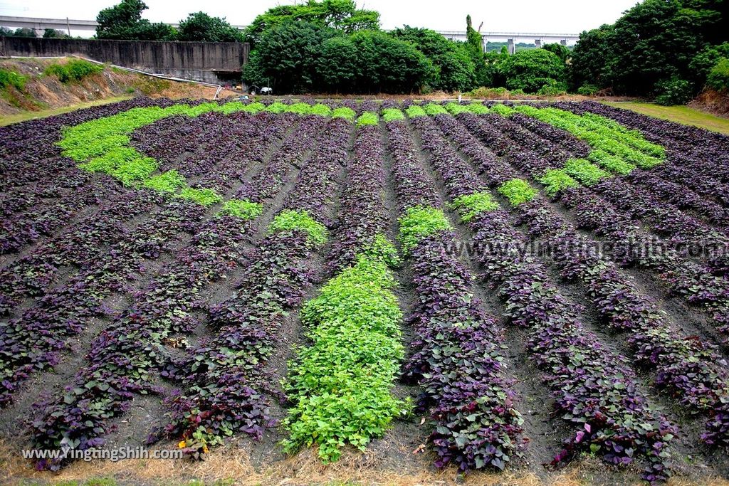 YTS_YTS_20190623_彰化竹塘愛心彩繪田／田在芯頭／紫色地瓜葉／翡翠園Changhua Zhutang EMERALD GARDEN065_539A5017.jpg