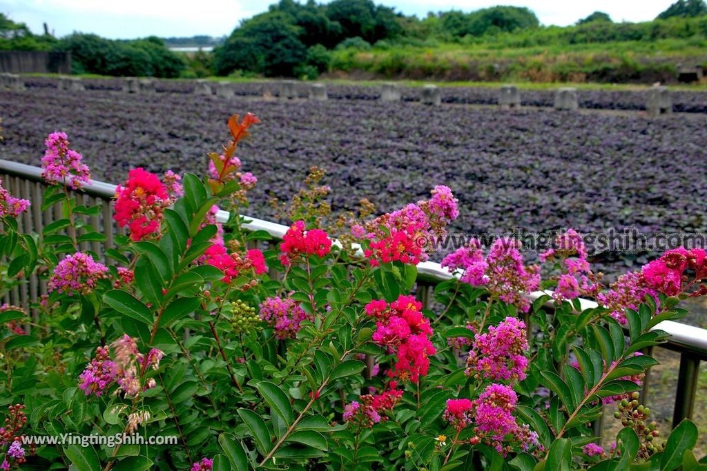 YTS_YTS_20190623_彰化竹塘愛心彩繪田／田在芯頭／紫色地瓜葉／翡翠園Changhua Zhutang EMERALD GARDEN080_539A5050.jpg