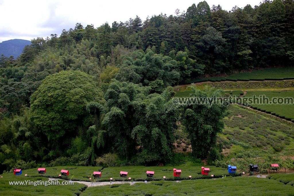 YTS_YTS_20190622_嘉義阿里山福山古道／米洋吊橋Chiayi Alishan Fushan Trail024_539A3239.jpg