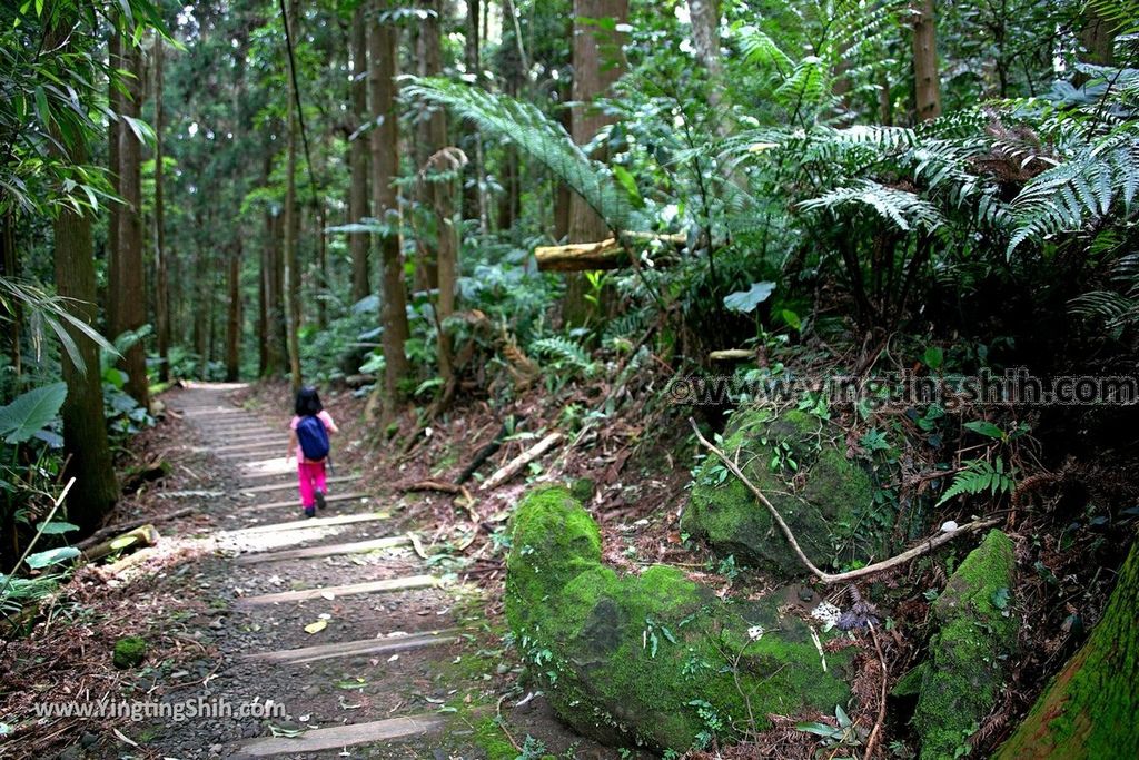 YTS_YTS_20190622_嘉義阿里山福山古道／米洋吊橋Chiayi Alishan Fushan Trail065_539A3317.jpg