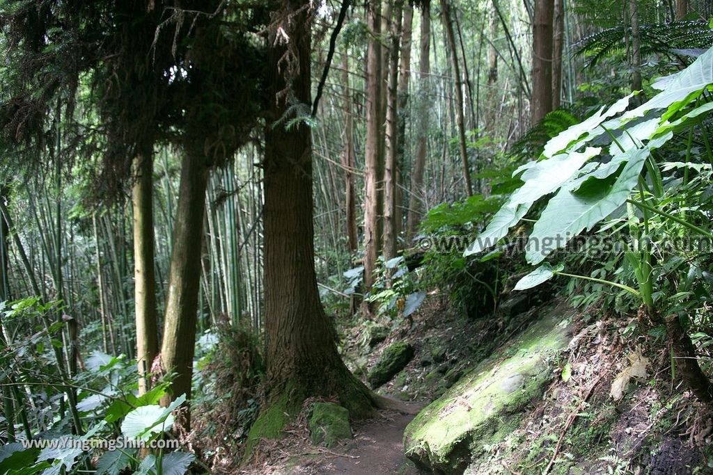 YTS_YTS_20190622_嘉義阿里山福山古道／米洋吊橋Chiayi Alishan Fushan Trail070_539A3331.jpg