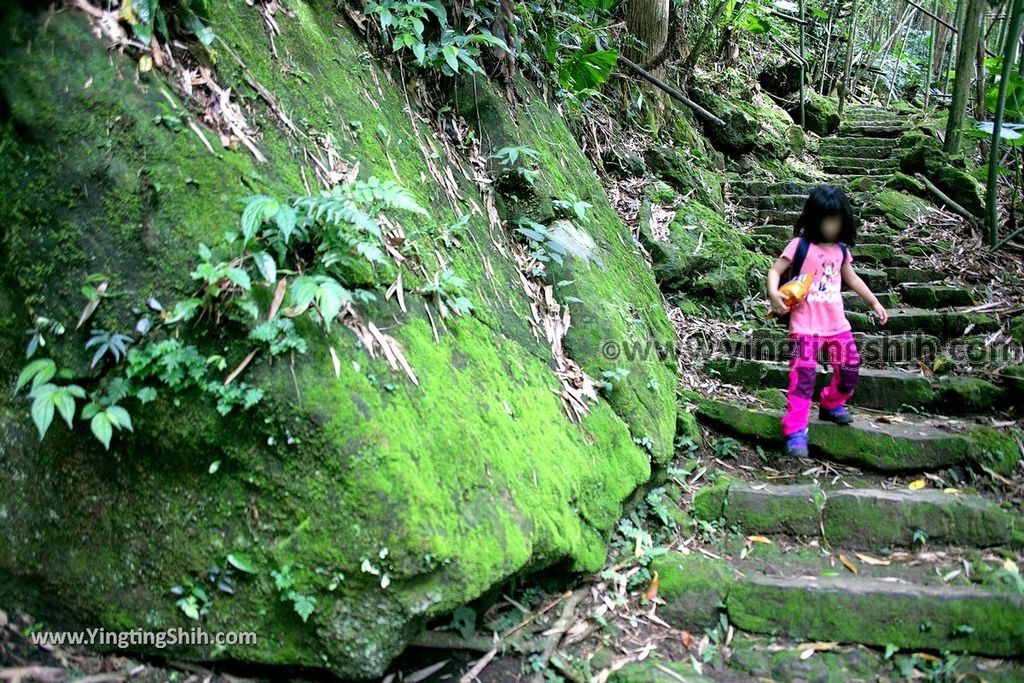 YTS_YTS_20190622_嘉義阿里山福山古道／米洋吊橋Chiayi Alishan Fushan Trail073_539A3346.jpg