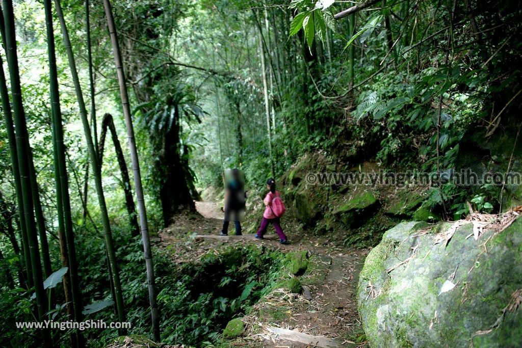 YTS_YTS_20190622_嘉義阿里山福山古道／米洋吊橋Chiayi Alishan Fushan Trail079_539A3360.jpg