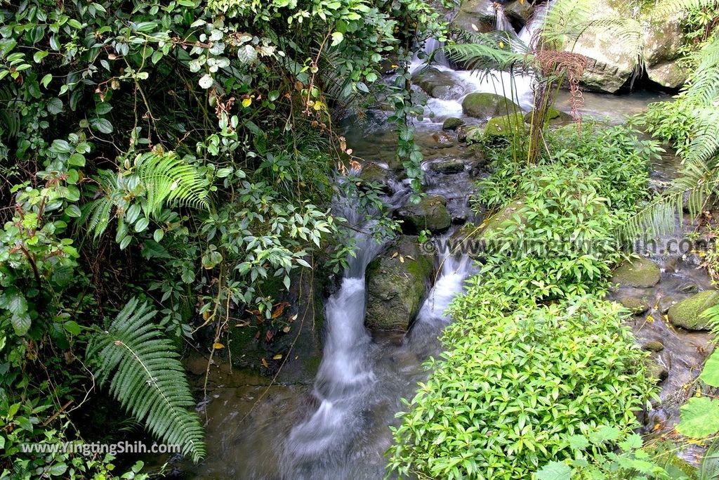 YTS_YTS_20190622_嘉義阿里山福山古道／米洋吊橋Chiayi Alishan Fushan Trail098_539A3416.jpg