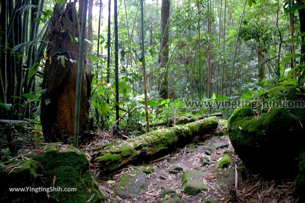 YTS_YTS_20190622_嘉義阿里山福山古道／米洋吊橋Chiayi Alishan Fushan Trail106_539A3440.jpg