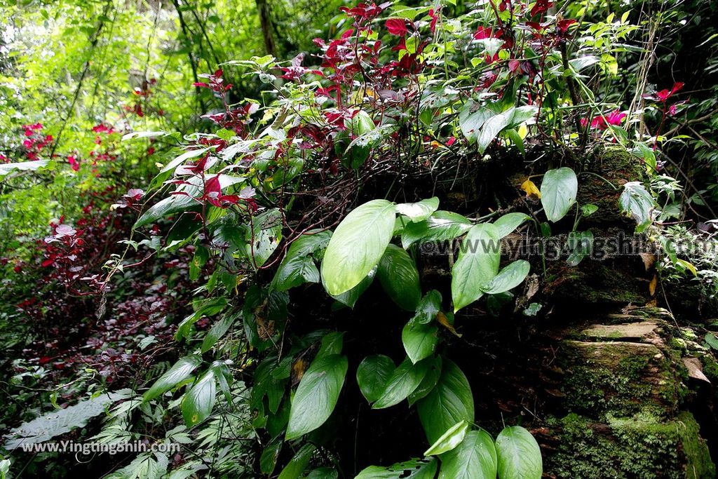 YTS_YTS_20190622_嘉義阿里山福山古道／米洋吊橋Chiayi Alishan Fushan Trail139_539A3585.jpg