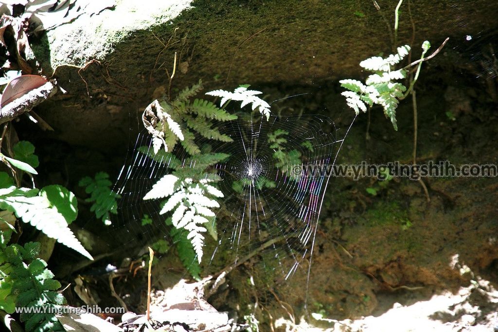 YTS_YTS_20190615_新北瑞芳蘭陽登山步道／保民堂／青雲寶殿New Taipei Ruifang Lanyang Hiking Trail064_539A0095.jpg