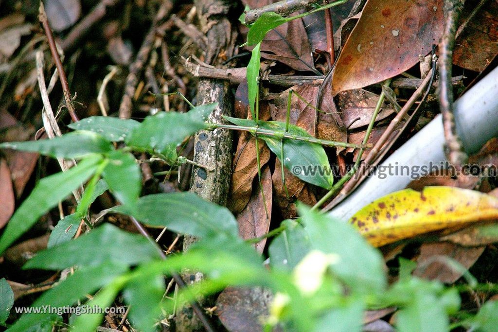 YTS_YTS_20190615_新北瑞芳蘭陽登山步道／保民堂／青雲寶殿New Taipei Ruifang Lanyang Hiking Trail084_539A0163.jpg