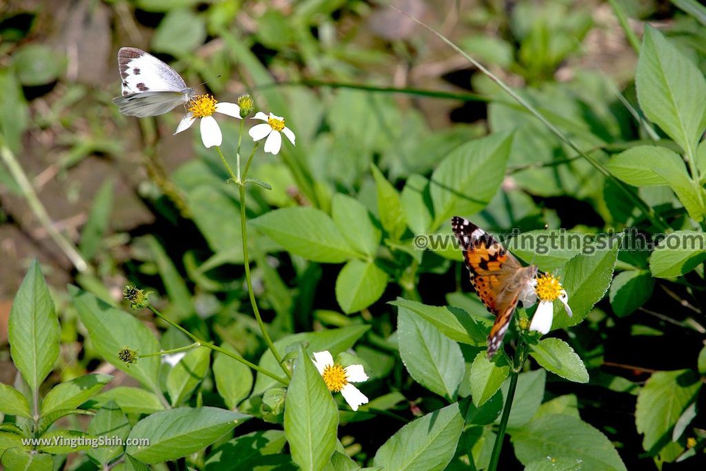 YTS_YTS_20190615_新北瑞芳無耳茶壺山登山步道／犀牛山New Taipei Ruifang Teapot Mountain Trail183_539A0020.jpg