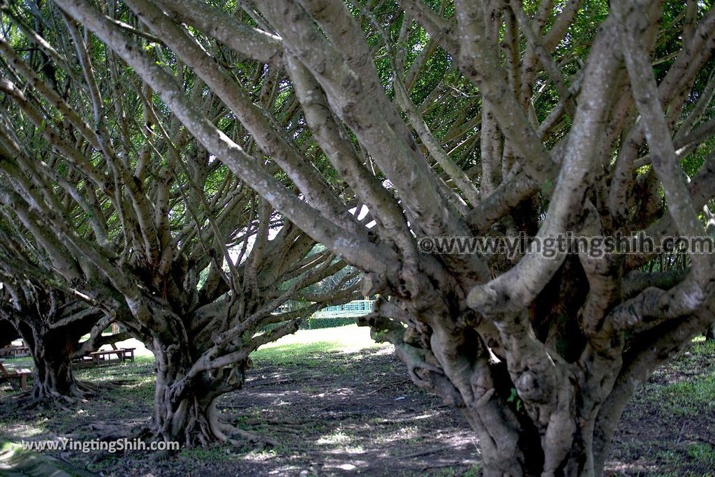 YTS_YTS_20190701_花蓮吉安知卡宣親水公園／南埔原生植物區／風箏溫室Hualien Jian Free Water Park060_539A9385.jpg