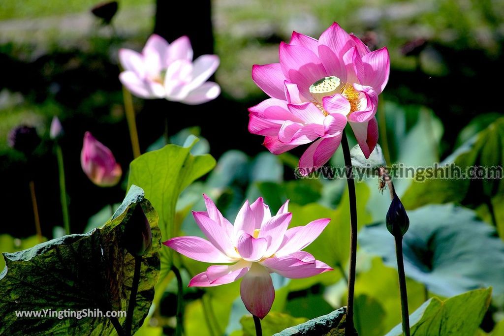 YTS_YTS_20190701_花蓮吉安知卡宣親水公園／南埔原生植物區／風箏溫室Hualien Jian Free Water Park126_539A9532.jpg