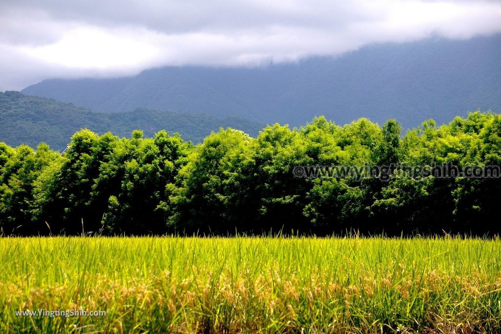 YTS_YTS_20190630_花蓮吉安種畜繁殖場／水牛群風光／干城綠色廊道／自行車道／Hualien Jian Gancheng Green Corrider010_539A8445.jpg