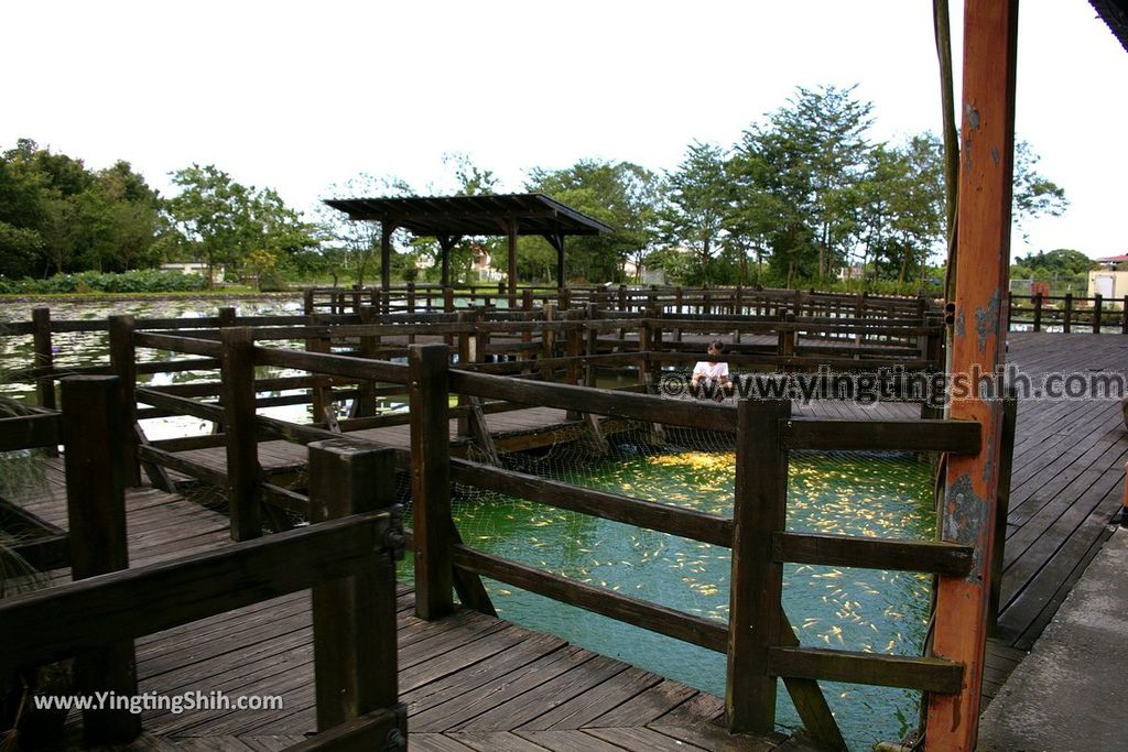 YTS_YTS_20190630_花蓮吉安蓮城蓮花園／免費蓮花茶／免費泡腳池Hualien Jian Lotus City Lotus Garden033_539A8701.jpg