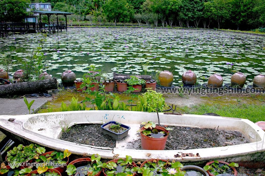 YTS_YTS_20190630_花蓮吉安蓮城蓮花園／免費蓮花茶／免費泡腳池Hualien Jian Lotus City Lotus Garden048_539A8767.jpg