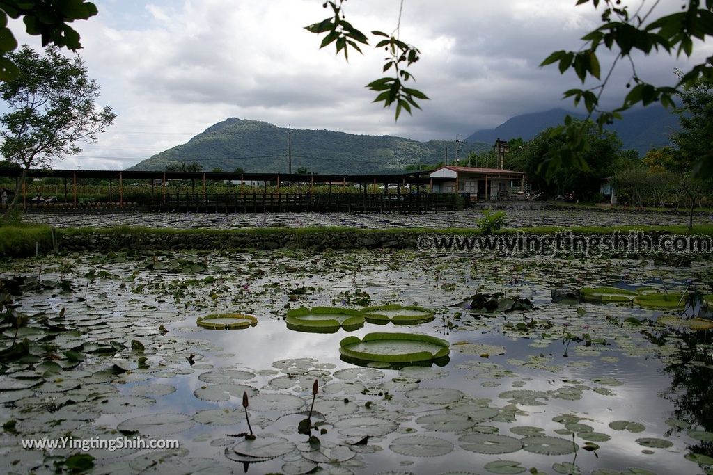 YTS_YTS_20190630_花蓮吉安蓮城蓮花園／免費蓮花茶／免費泡腳池Hualien Jian Lotus City Lotus Garden057_539A8787.jpg