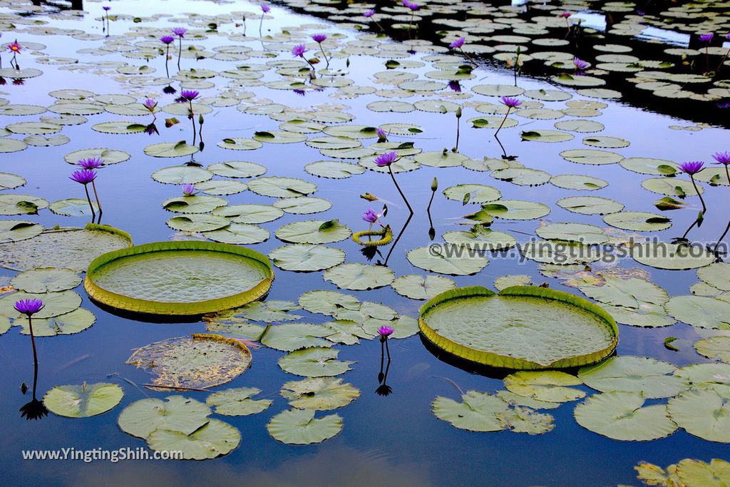 YTS_YTS_20190630_花蓮吉安蓮城蓮花園／免費蓮花茶／免費泡腳池Hualien Jian Lotus City Lotus Garden063_539A8819.jpg